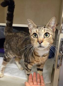 Rescue Domestic Short Hair Cats for Adoption in Elmsford, New York - Luna De Miel | PetCurious