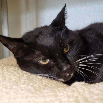Moyra -  Domestic Short Hair Cat for Adoption in Grayslake, Illinois - Moyra | PetCurious