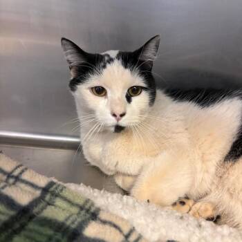 Parsley -  Domestic Short Hair Cat for Adoption in Grass Valley, California - Parsley | PetCurious