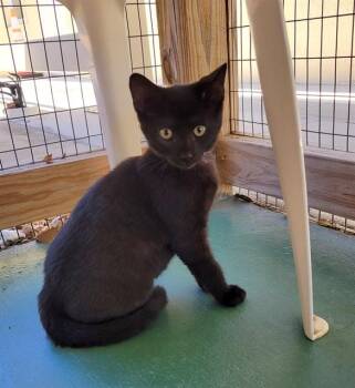Domestic Short Hair Cats Available for Adoption in Sarasota, Florida - SIMON | PetCurious