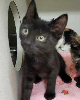 Domestic Short Hair Cats Available for Adoption in Grayslake, Illinois - Eddard Stark | PetCurious