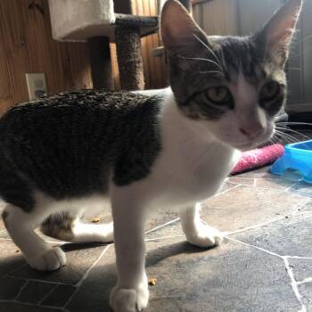 Loki -  Domestic Short Hair Cat for Adoption in Marion, Illinois - Loki | PetCurious