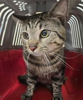 CAT BURGLER -  Domestic Short Hair Cat for Adoption in Aliquippa, Pennsylvania - CAT BURGLER | PetCurious