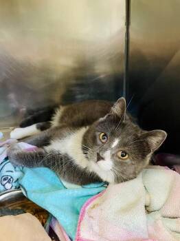 Compass -  Domestic Short Hair Cat Available for Adoption in Indiana, Pennsylvania - Compass | PetCurious