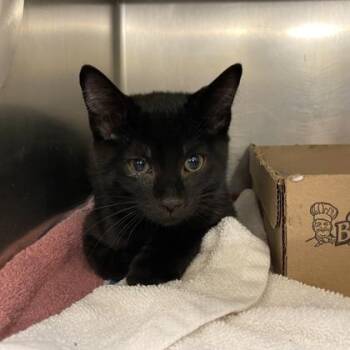 Harmony -  Domestic Short Hair Cat Available for Adoption in Richmond, Virginia - Harmony | PetCurious