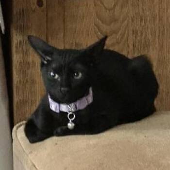 Sophia -  Bombay and Domestic Short Hair Cat for Adoption in Liverpool, Texas - Sophia | PetCurious
