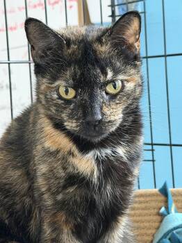 Domestic Short Hair Cats Available for Adoption - Phyllis | PetCurious