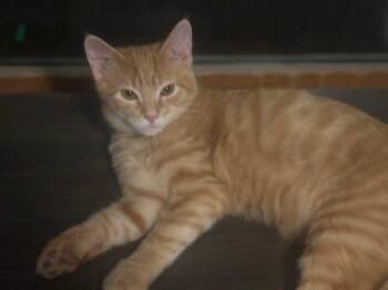 Rescue Domestic Short Hair Cats for Adoption in East Peoria, Illinois - Almond Joy | PetCurious