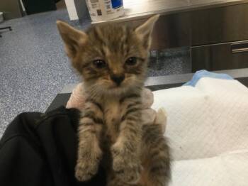 POSEY -  Domestic Short Hair Cat for Adoption in Thousand Palms, California - POSEY | PetCurious