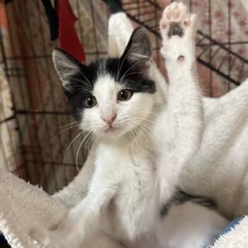 Havana -  Domestic Short Hair Cat for Adoption in Merriam, Kansas - Havana | PetCurious