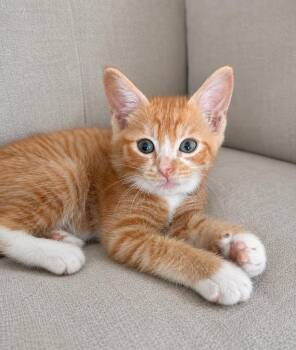 Chestnut -  Domestic Short Hair Cat for Adoption in Sebastian, Florida - Chestnut | PetCurious