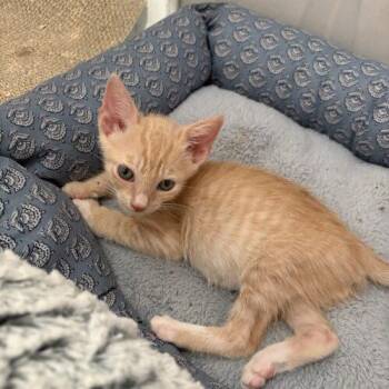 owl -  Domestic Short Hair Cat for Adoption in Tampa, Florida - Owl | PetCurious