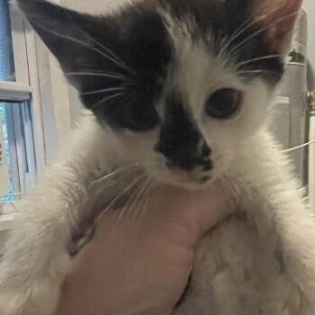 Fifa -  Domestic Short Hair Cat for Adoption in Lynchburg, Virginia - Fifa | PetCurious