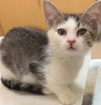 Rescue Domestic Short Hair Cats for Adoption in Elizabethton, Tennessee - REESE | PetCurious