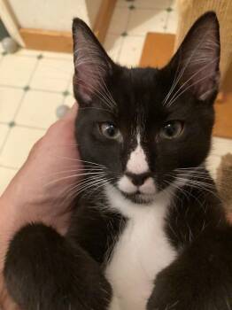 Mickey -  Domestic Short Hair Cat for Adoption in Rossville, Georgia - Mickey | PetCurious