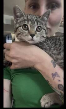 Juliet -  Domestic Short Hair Cat for Adoption - Juliet | PetCurious