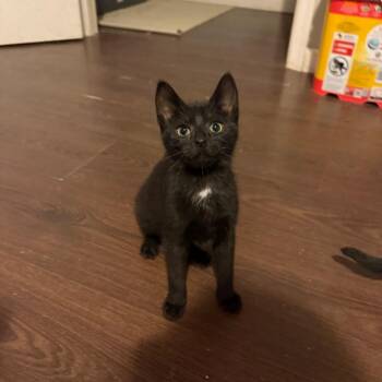 Xaden -  Domestic Short Hair Cat for Adoption in Hedgesville, West Virginia - Xaden | PetCurious