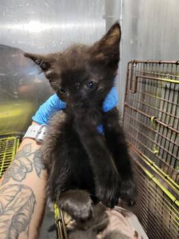 FLORESITA -  Domestic Short Hair Cat for Adoption in San Antonio, Texas - FLORESITA | PetCurious