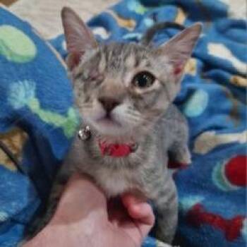 Vicki -  Domestic Short Hair Cat for Adoption in San Antonio, Texas - Vicki | PetCurious