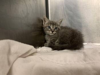 A232383 -  Domestic Short Hair Cat for Adoption in Grand Prairie, Texas - A232383 | PetCurious