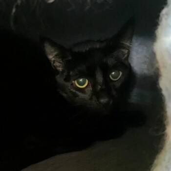 Queenie -  Domestic Short Hair Cat for Adoption in Hemet, California - Queenie | PetCurious