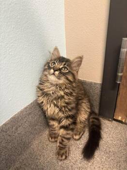 Cosmic Cookie -  Domestic Medium Hair Cat for Adoption in Fort Collins, Colorado - Cosmic Cookie | PetCurious