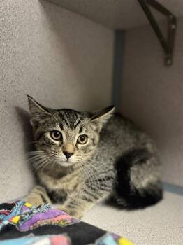 POPPI -  Domestic Short Hair Cat for Adoption in Aliquippa, Pennsylvania - POPPI | PetCurious