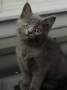 Downy -  Domestic Short Hair Cat for Adoption in Indianapolis, Indiana - Downy | PetCurious