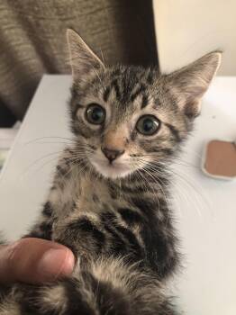 Alexander -  Domestic Short Hair Cat for Adoption in Emporia, Kansas - Alexander | PetCurious