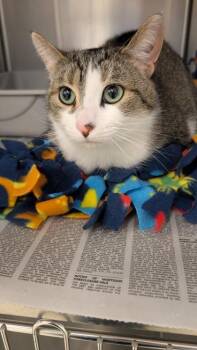 Domestic Short Hair Cats Available for Adoption - Mittens | PetCurious