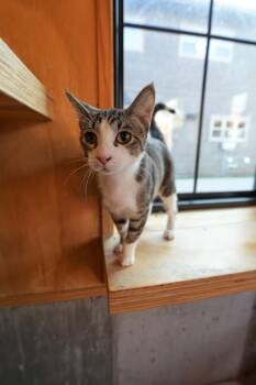 Rescue Domestic Short Hair Cats for Adoption in Jackson, Wyoming - Travis | PetCurious