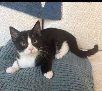 Sparro -  Domestic Short Hair Cat Available for Adoption in Columbus, Minnesota - Sparro | PetCurious