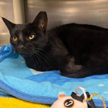 Spooky Harold -  Domestic Short Hair Cat for Adoption in Mentor, Ohio - Spooky Harold | PetCurious
