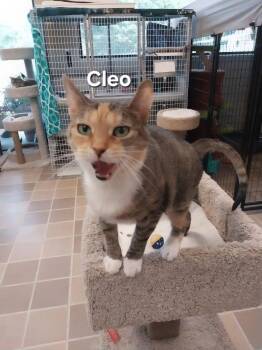 Cleo -  Domestic Short Hair Cat for Adoption in Temple, Pennsylvania - Cleo | PetCurious