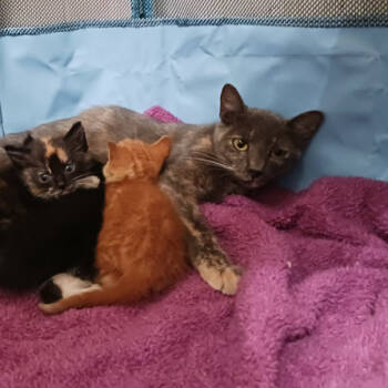 Rescue Domestic Short Hair Cats for Adoption in Valdosta, Georgia - Daphne Mom | PetCurious