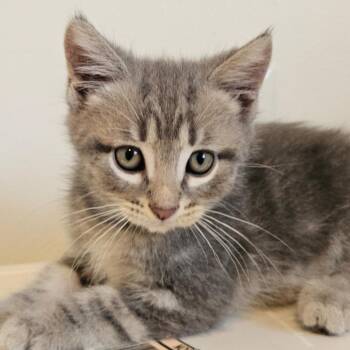 Jay -  Domestic Short Hair Cat for Adoption in Belleville, Illinois - Jay | PetCurious