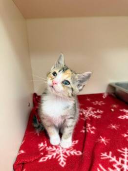 Toni -  Domestic Short Hair Cat for Adoption in Burnsville, North Carolina - Toni | PetCurious
