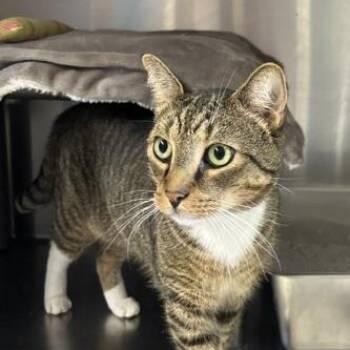 Holmes -  Domestic Short Hair Cat for Adoption in Braintree, Massachusetts - Holmes | PetCurious