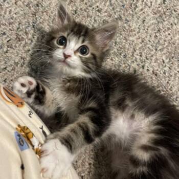 Billy -  Domestic Short Hair Cat for Adoption in Canton, Illinois - Billy | PetCurious