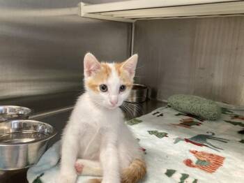 HAMBONE -  Domestic Short Hair Cat for Adoption in Tustin, California - HAMBONE | PetCurious
