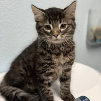 Haha -  Domestic Medium Hair Cat for Adoption in Riverside, California - Haha | PetCurious