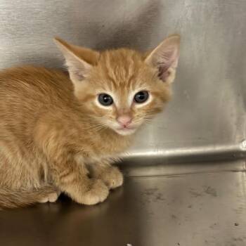 Norway -  Domestic Short Hair Cat for Adoption in League City, Texas - Norway | PetCurious