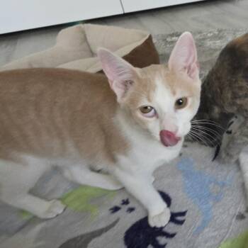 Bagel -  Domestic Short Hair Cat for Adoption in Liverpool, Texas - Bagel | PetCurious