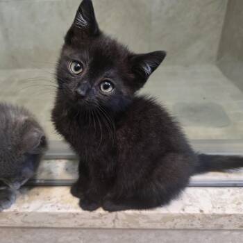 Twilight -  Domestic Short Hair Cat for Adoption in Mastic, New York - Twilight | PetCurious