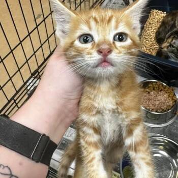 Eagle -  Domestic Short Hair Cat for Adoption in Gadsden, Alabama - Eagle | PetCurious
