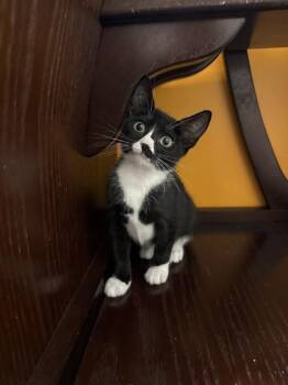 Fuji -  Domestic Short Hair Cat for Adoption in North Miami Beach, Florida - Fuji | PetCurious