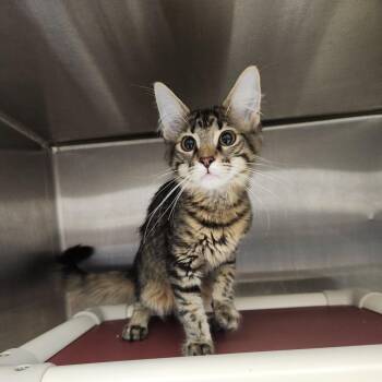 Public Defender -  Domestic Medium Hair Cat for Adoption in Fort Wayne, Indiana - Public Defender | PetCurious