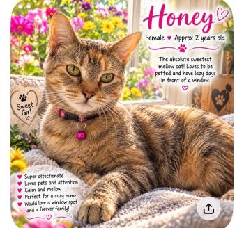 Honey -  Domestic Short Hair Cat for Adoption in Valley City, North Dakota - Honey | PetCurious