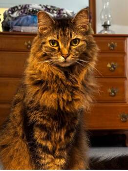 Shadow -  Domestic Medium Hair Cat for Adoption in Indiana, Pennsylvania - Shadow | PetCurious
