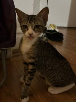 Rescue Domestic Short Hair and Tabby Cats for Adoption in New York, New York - Lily *foster Needed* | PetCurious